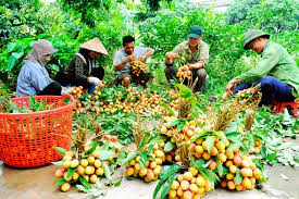 VIDEO: Vùng vải sớm Thanh Hà bắt đầu thu hoạch 